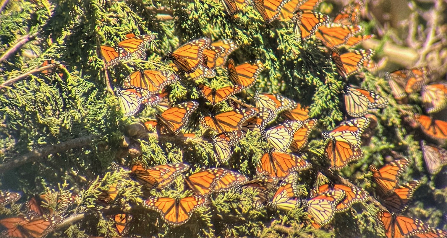 monarch roost in eucalyptus trees in Pacific Grove Sanctuary, CA