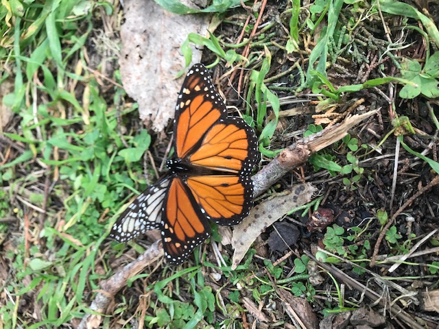 Monarchs Attempting to Mate