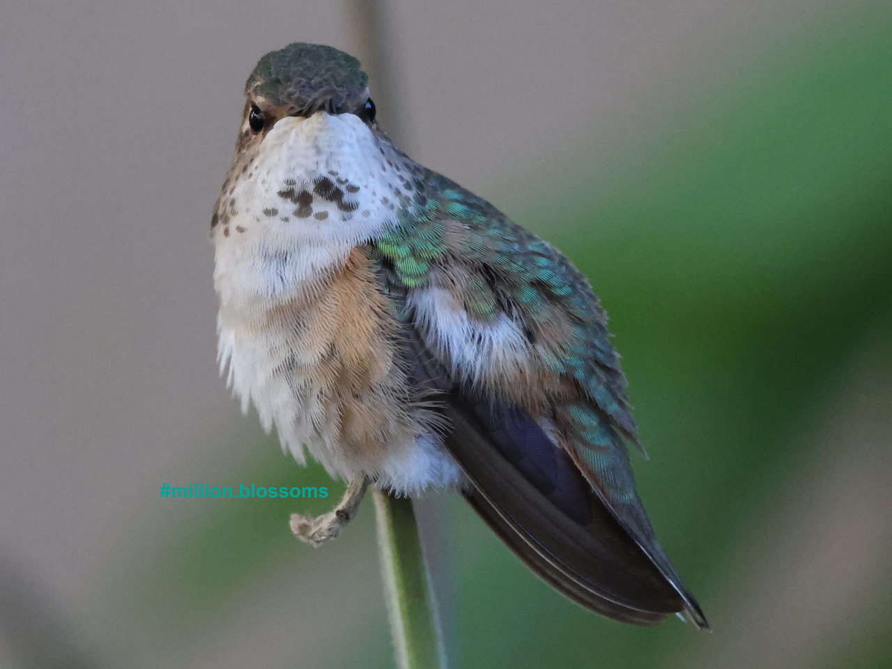 Columbus the Hummingbird perched on a stick