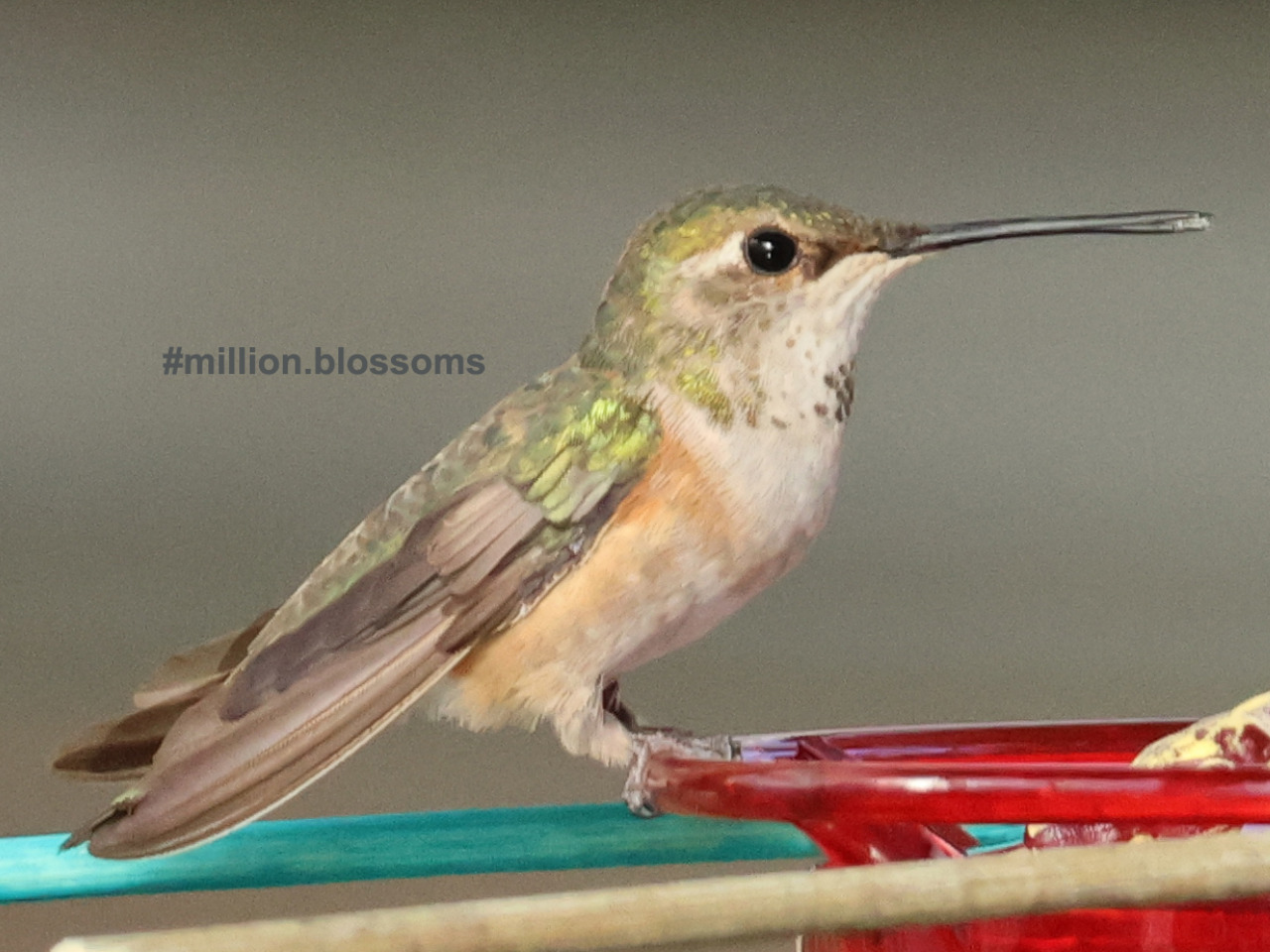 Columbus the Hummingbird at feeder with insect in beak