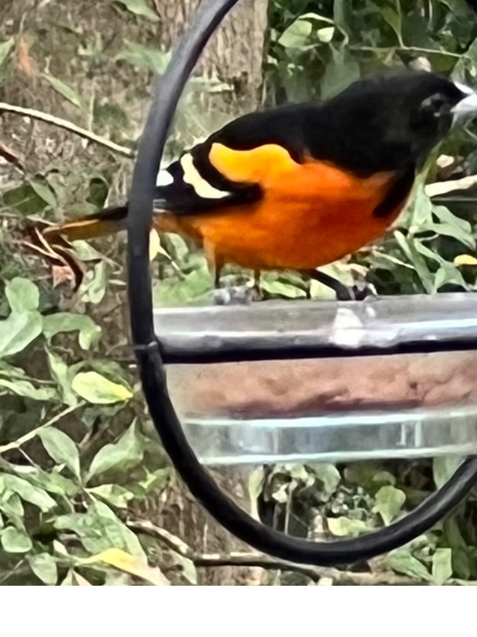 Baltimore Oriole perched at feeder