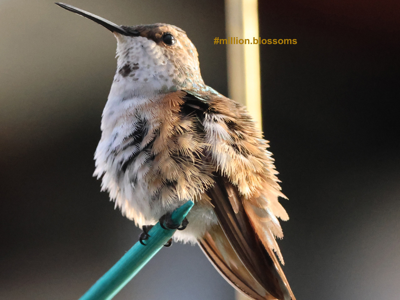 Columbus the Hummingbird after a shower