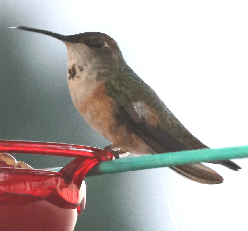 Columbus the Hummingbird fertilizes plants below