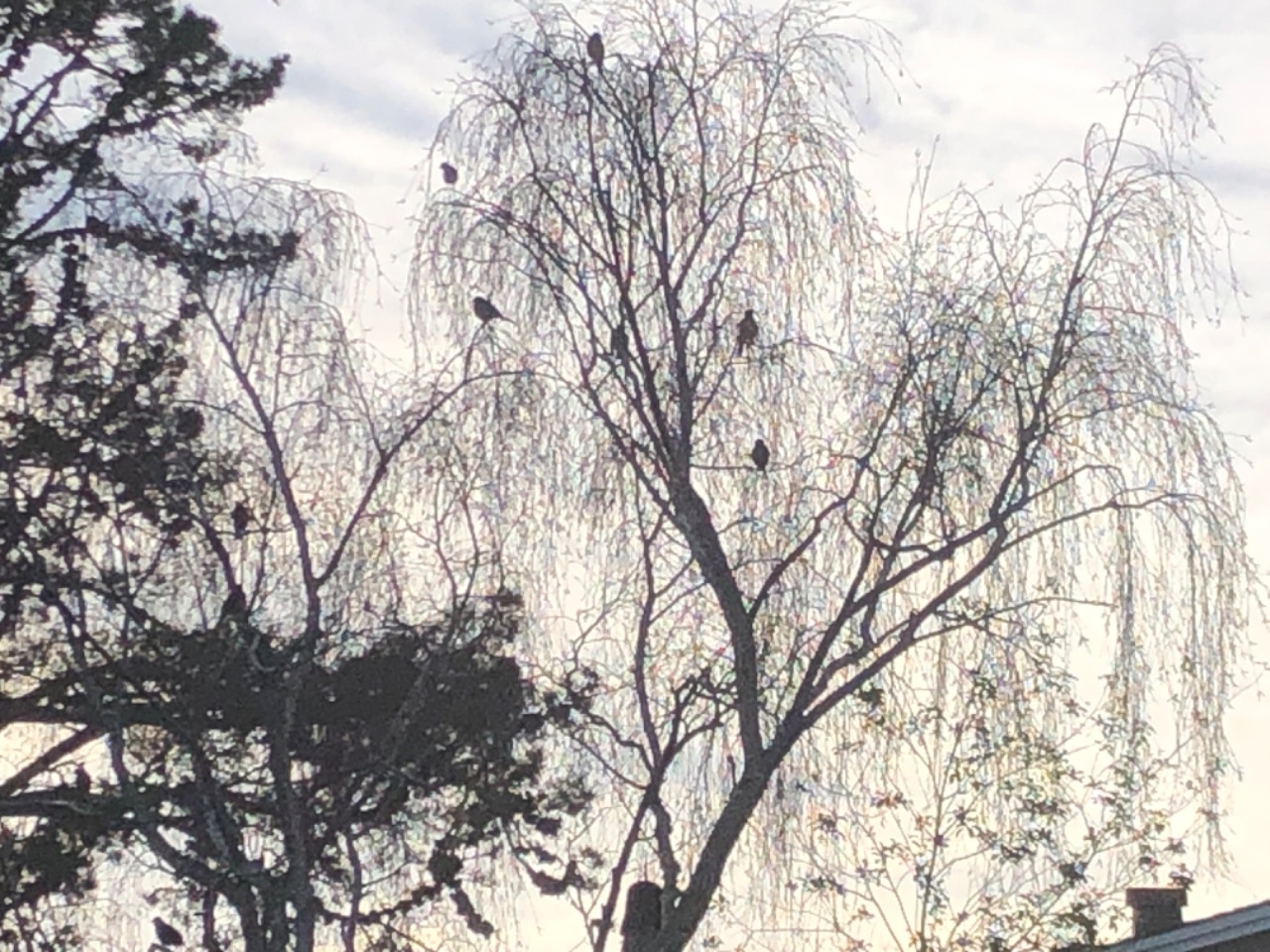 Robins perched in tree top