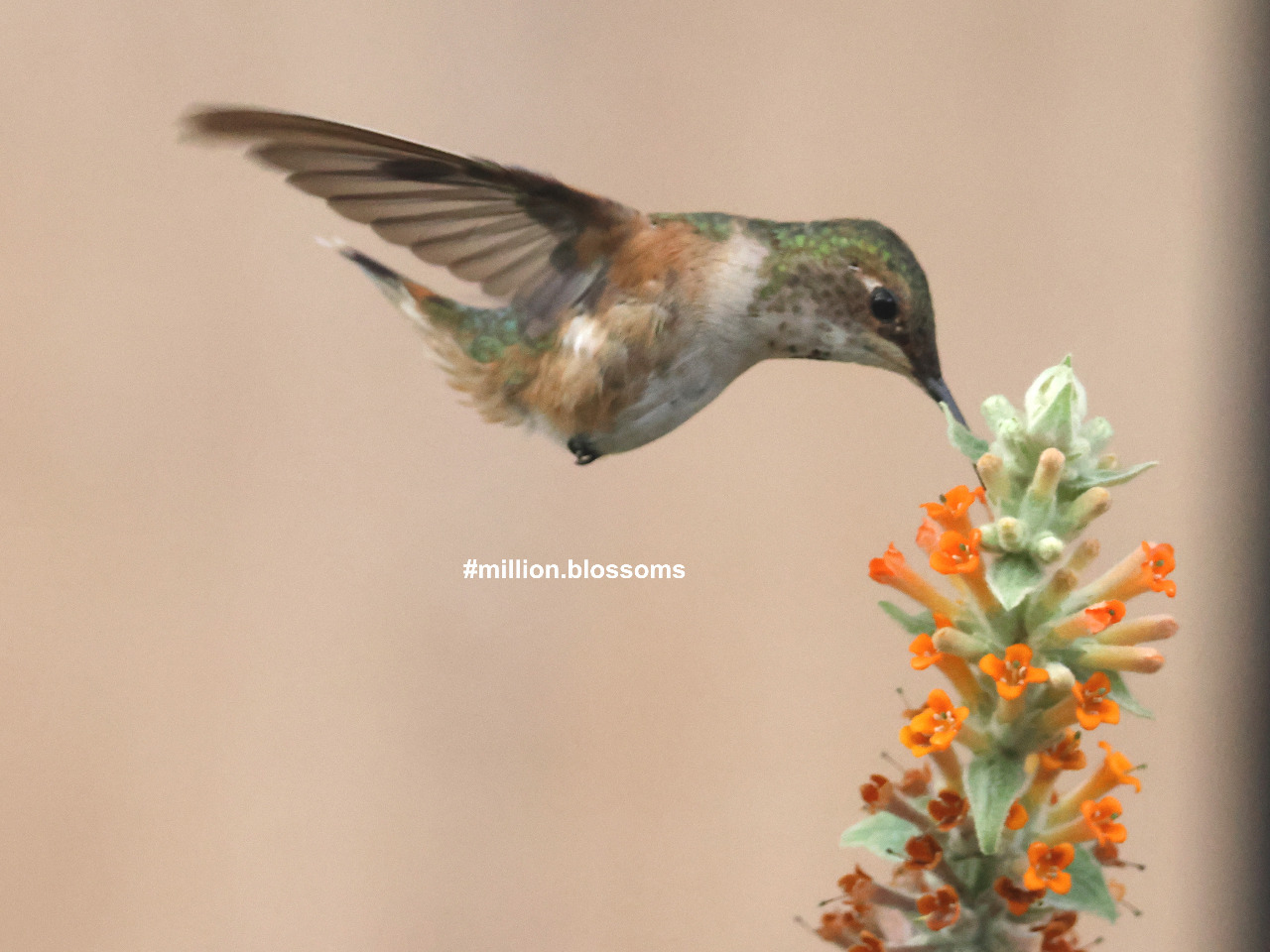 Columbus the Hummingbird nectaring on a favorite flower