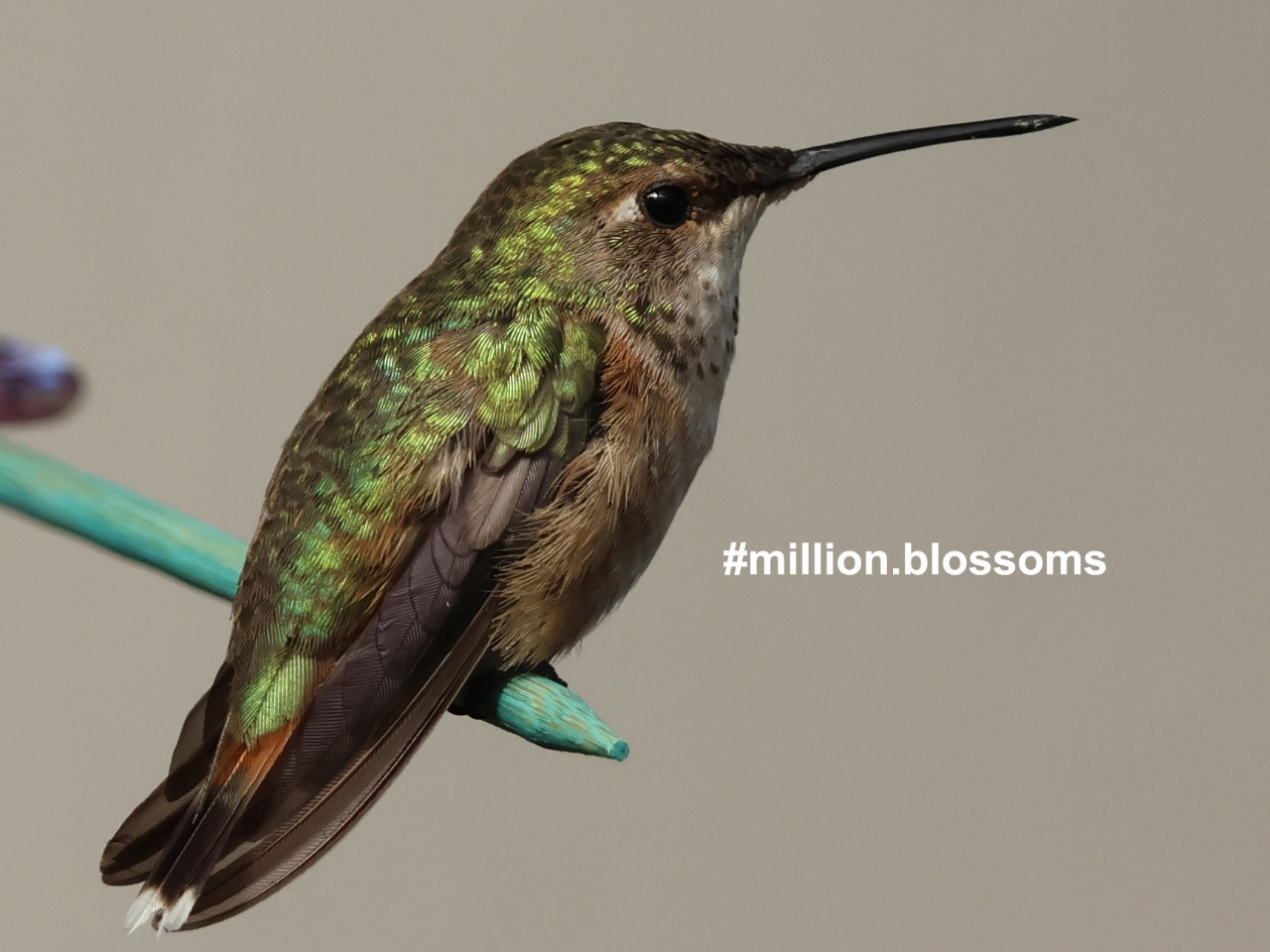 Columbus the Hummingbird sheds feathers