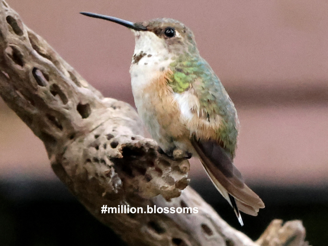 Columbus the Hummingbird resting on a cactus