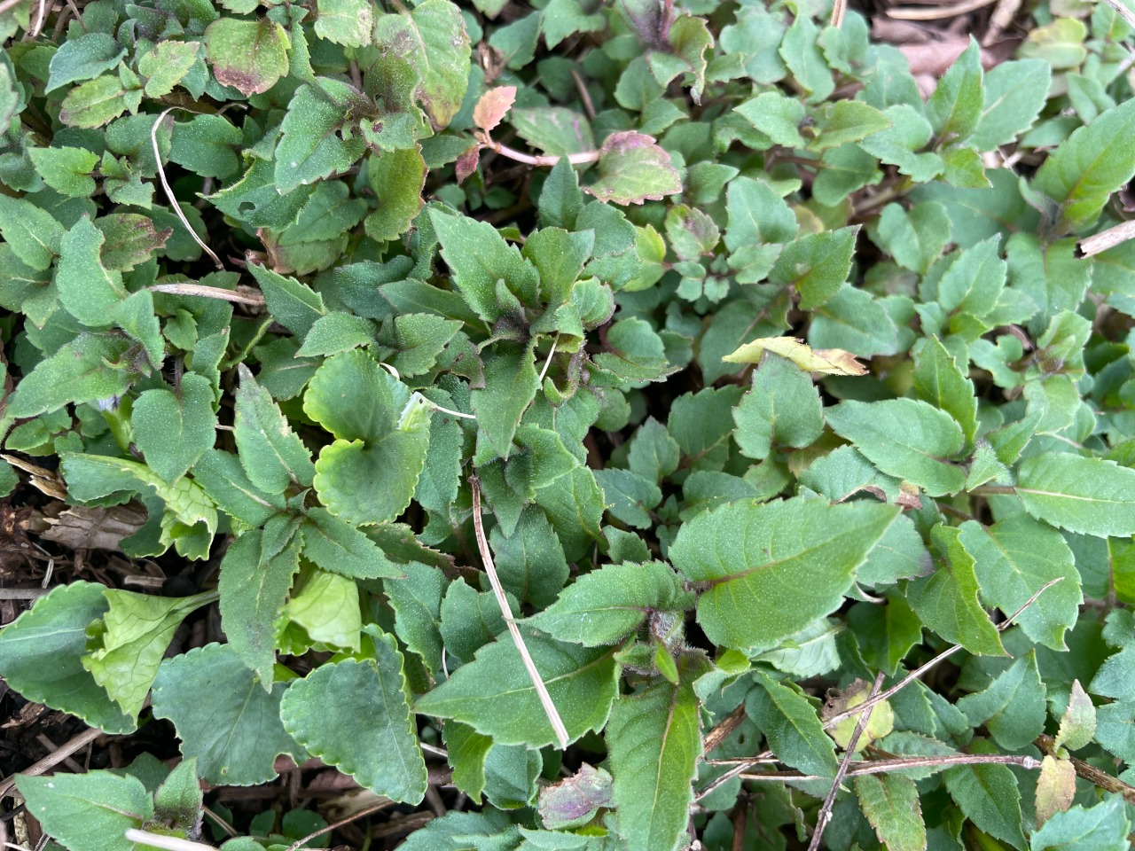 Bee Balm emerging