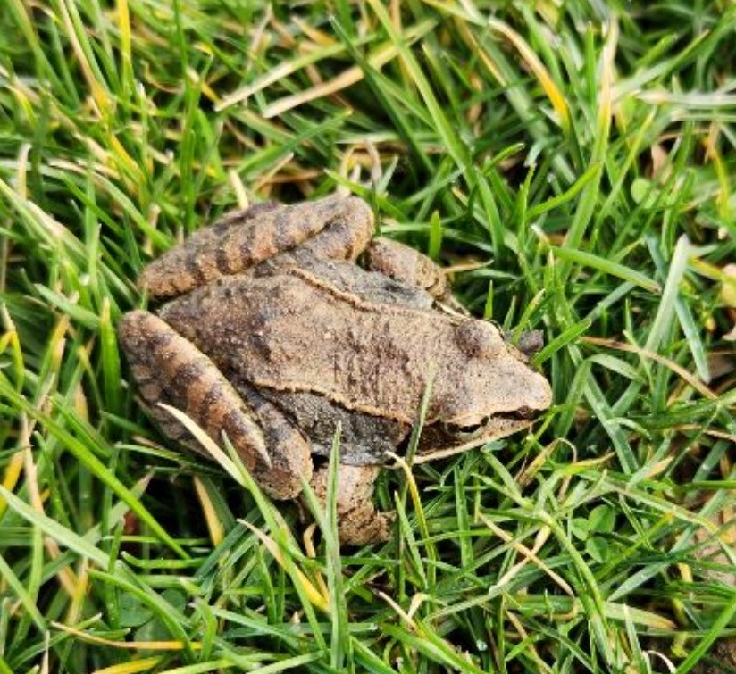 Toad in grass