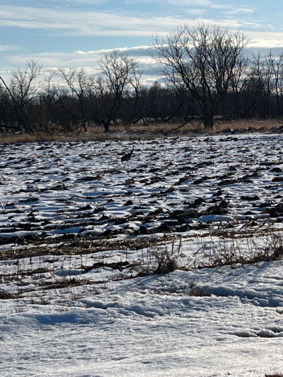 Sandhill crane couple in snow-covered field