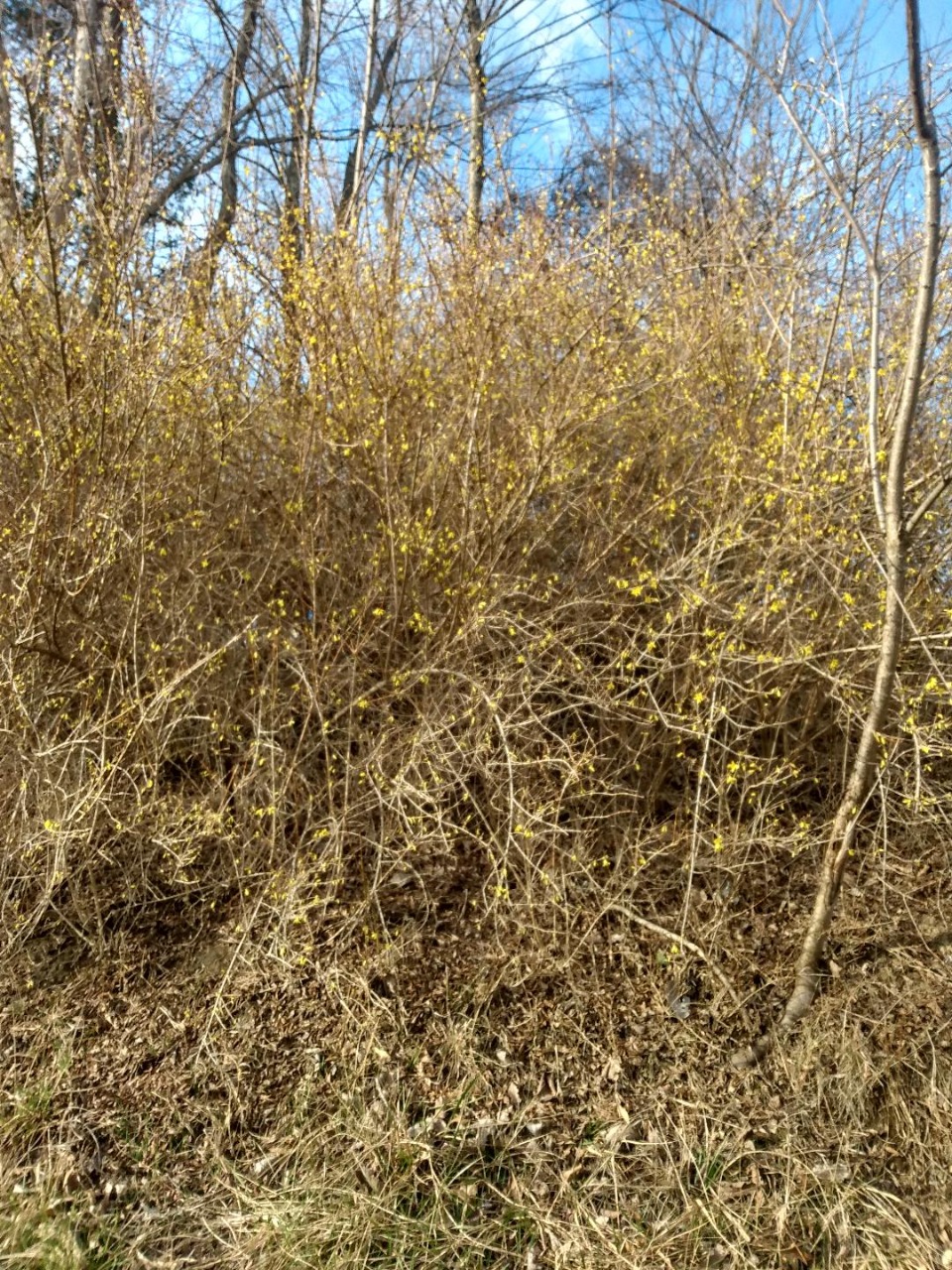 Forsythia bush in bloom