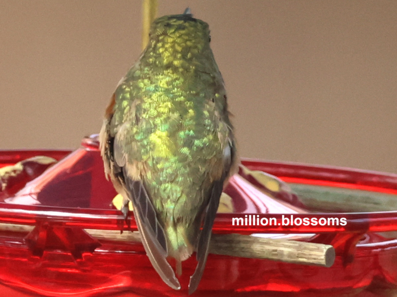 Columbus the Hummingbird haslost tail feather