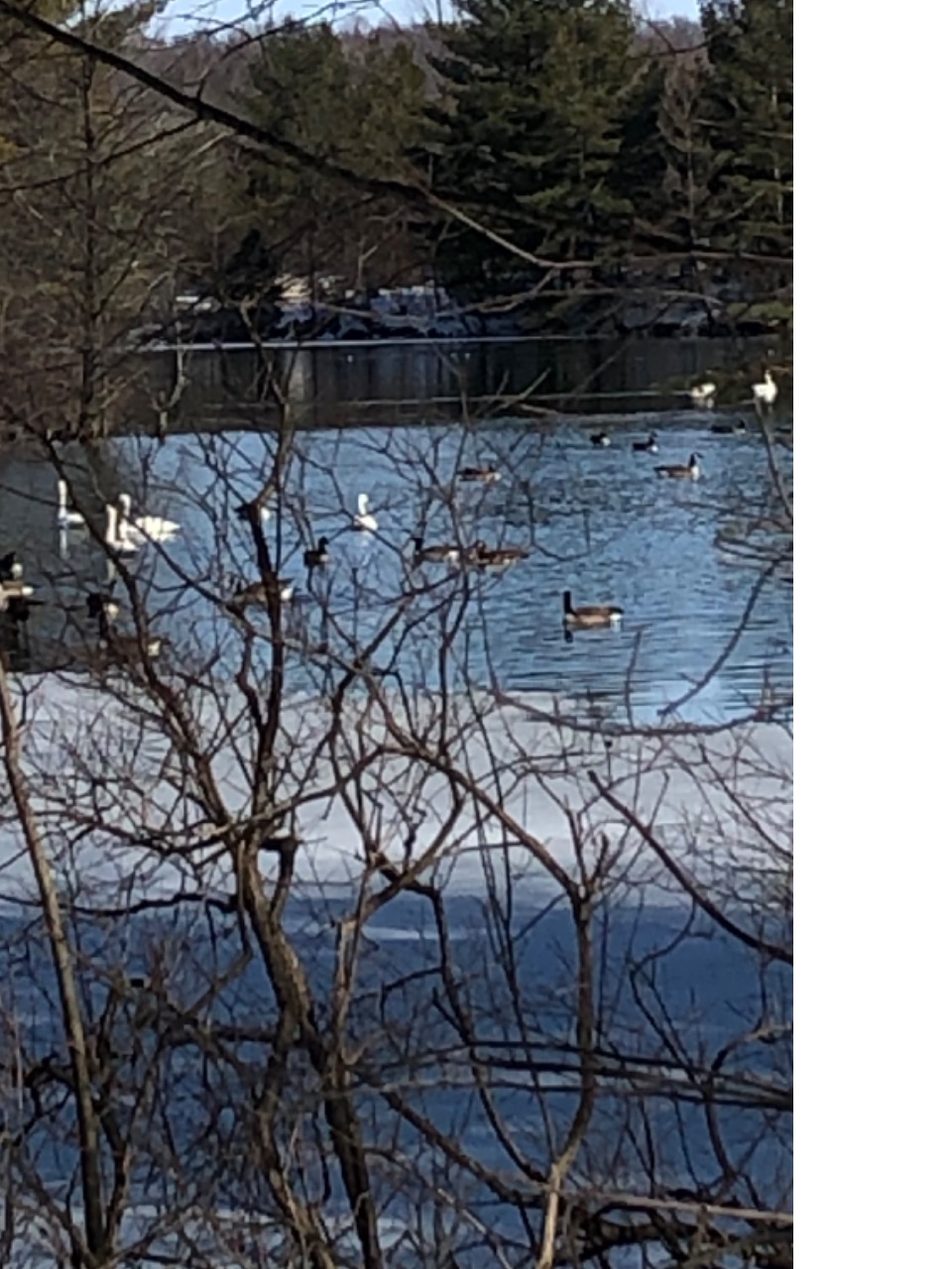 Tundra swans at rest during migration