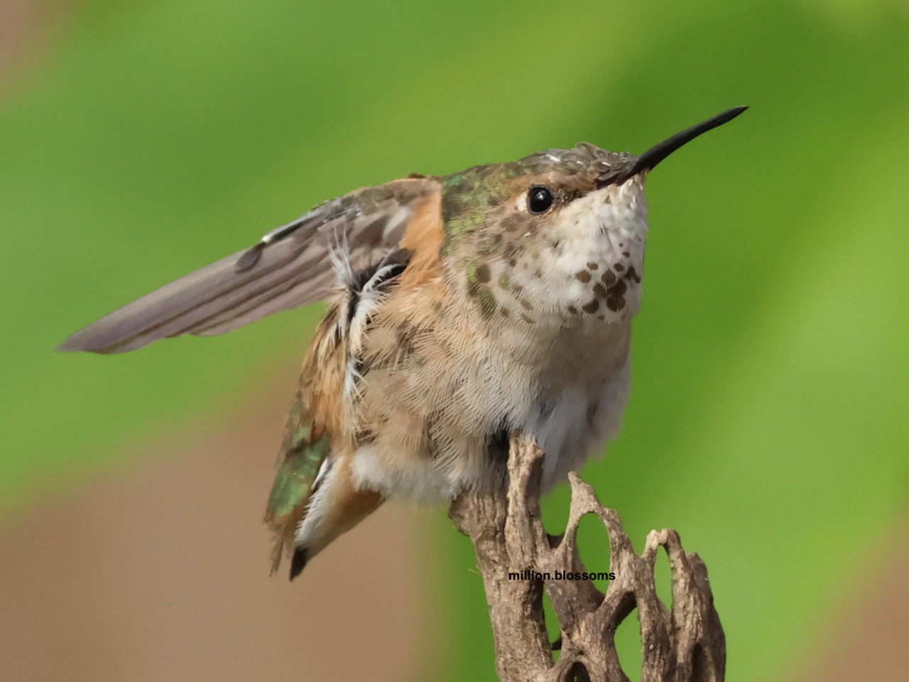 Columbus the Hummingbird perched on a stick