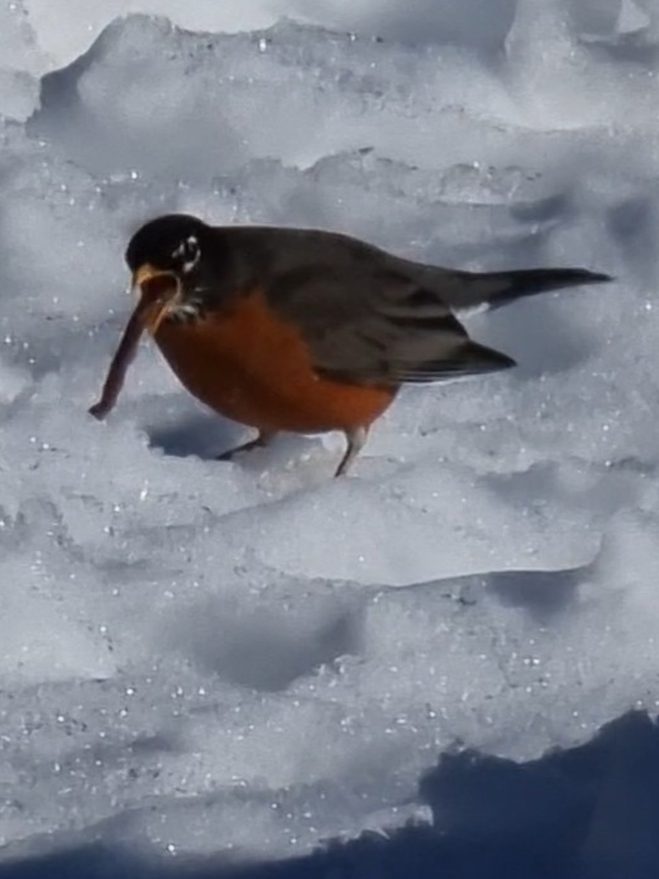 American Robin tugs on worm from snow-covered ground