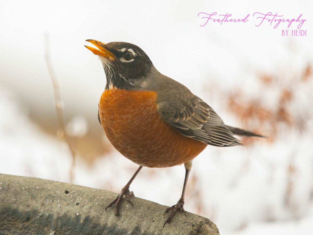 American Robin perched on birdbath edge