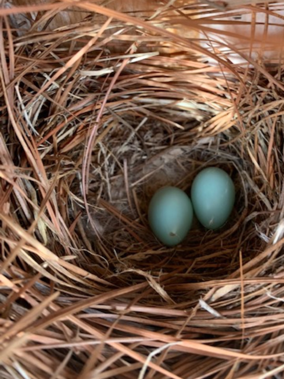 Two Bluebird eggs in nest