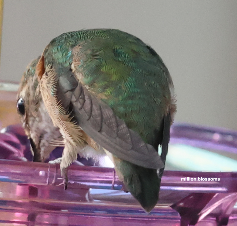 Columbus the Hummingbird at feeder