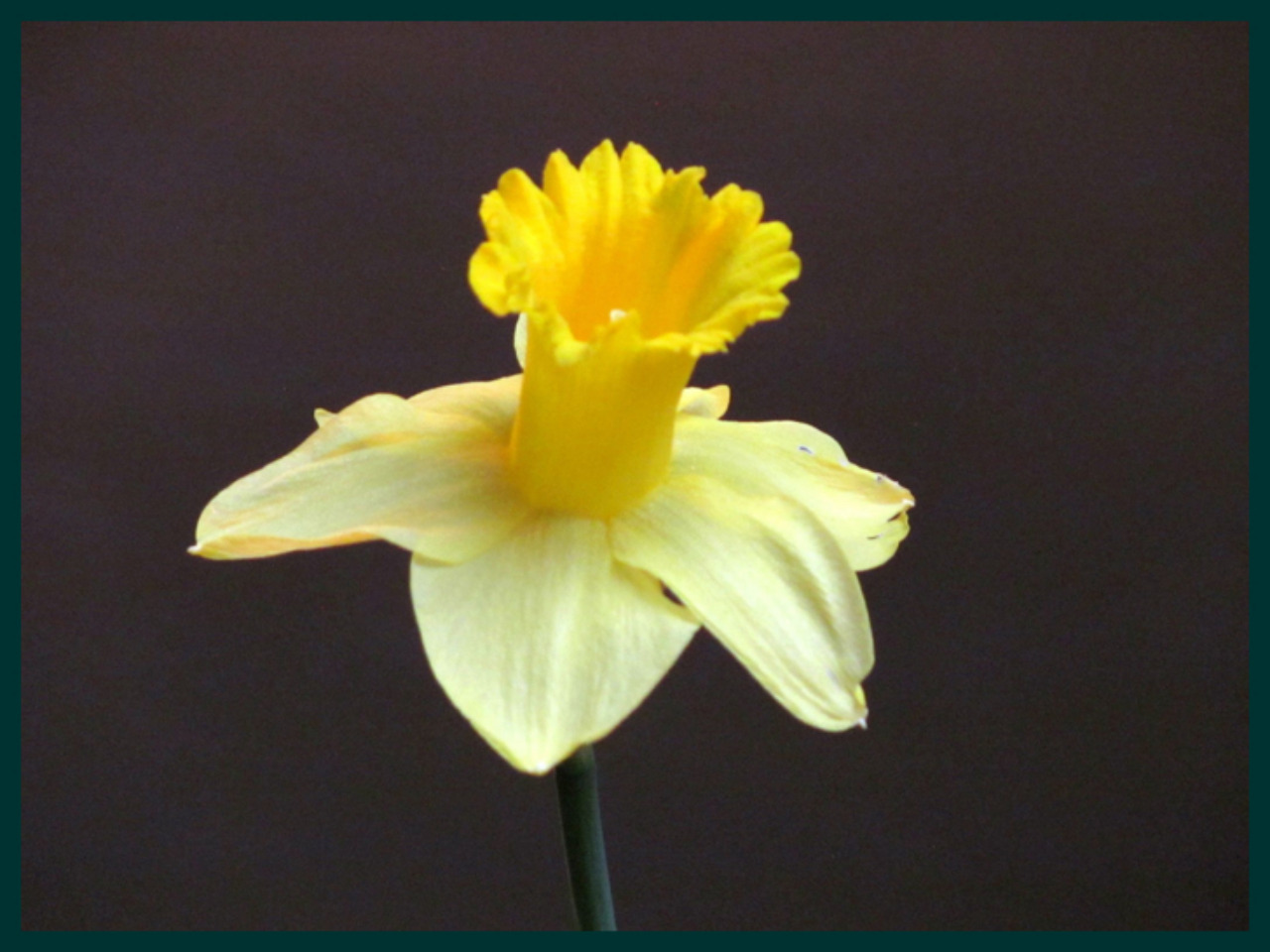 Yellow daffodil