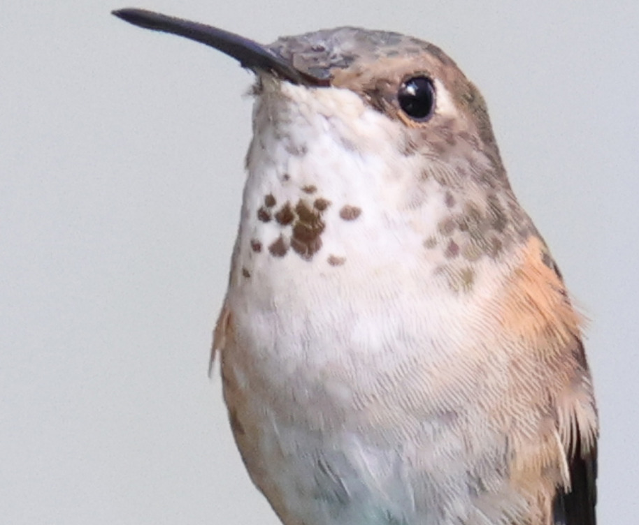 Columbus the Hummingbird on a blue wire