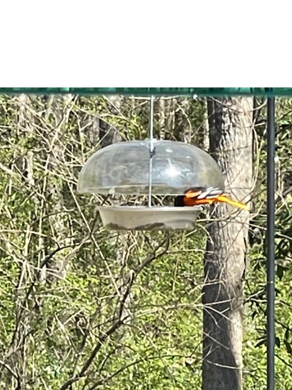 Baltimore Oriole perched at feeder