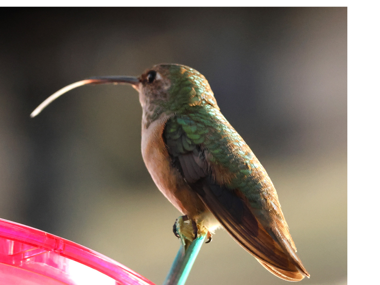 Columbus the Hummingbird at feeder