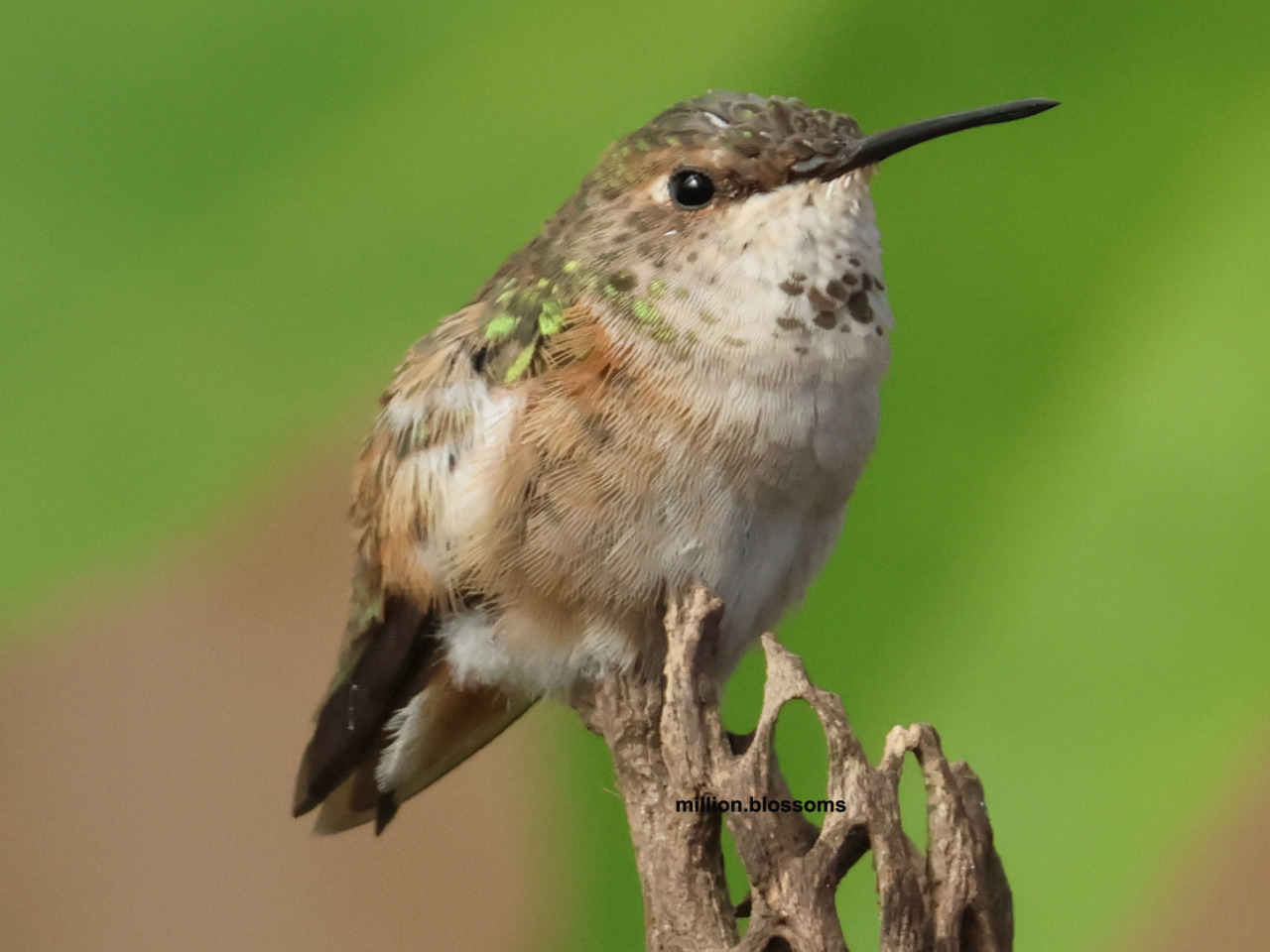 Columbus the Hummingbird perched on a stick