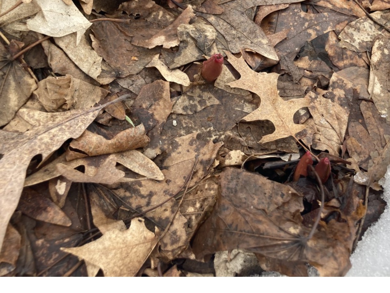 Tulip emergence through leaves and melting snow