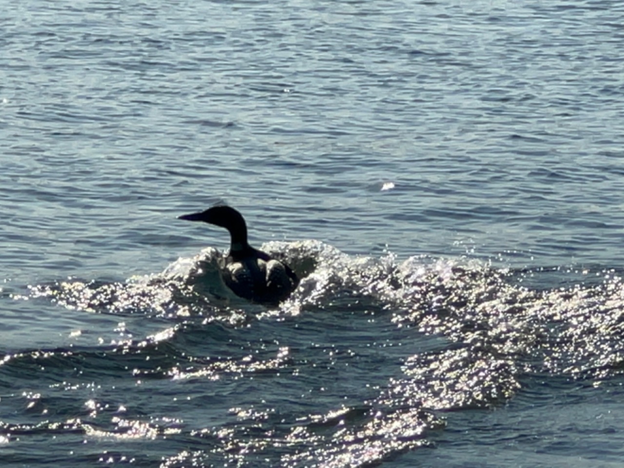 Common Loon in lake