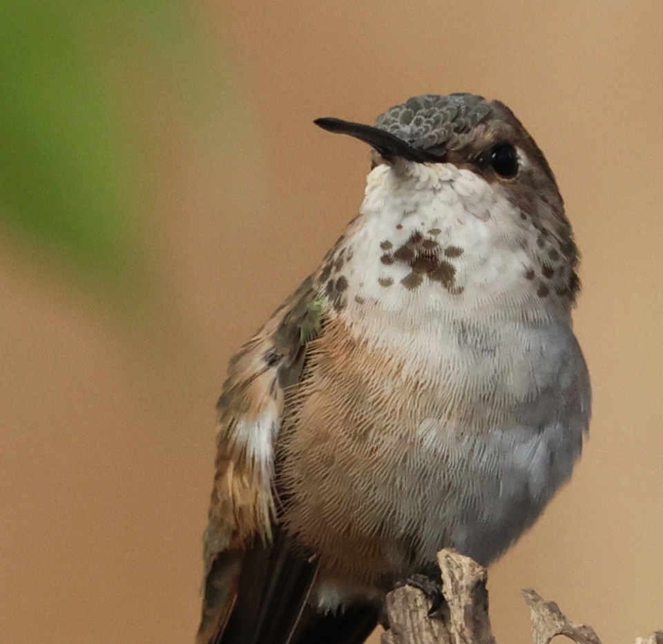 Columbus the Hummingbird perched on a stick