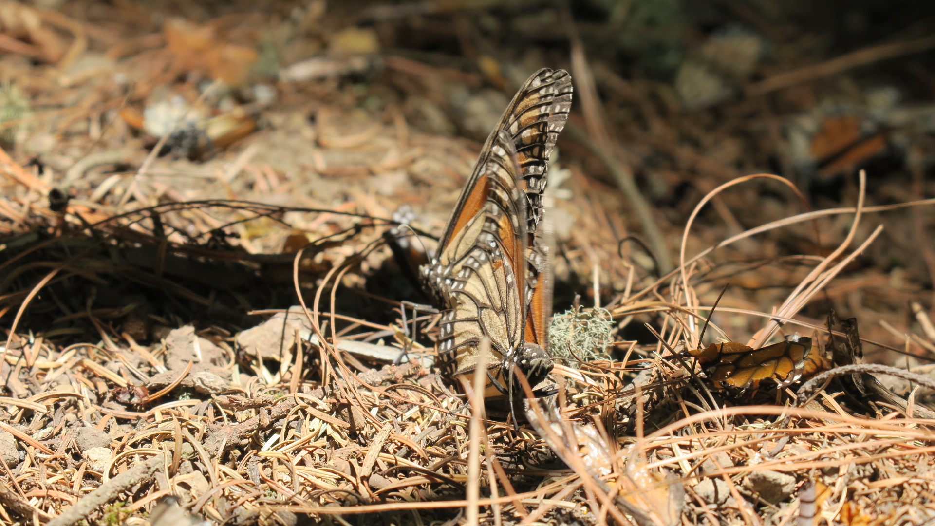 monarchs mating