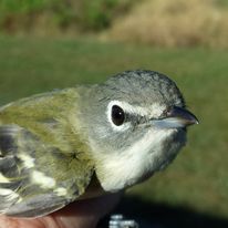 Blue-headed Vireo