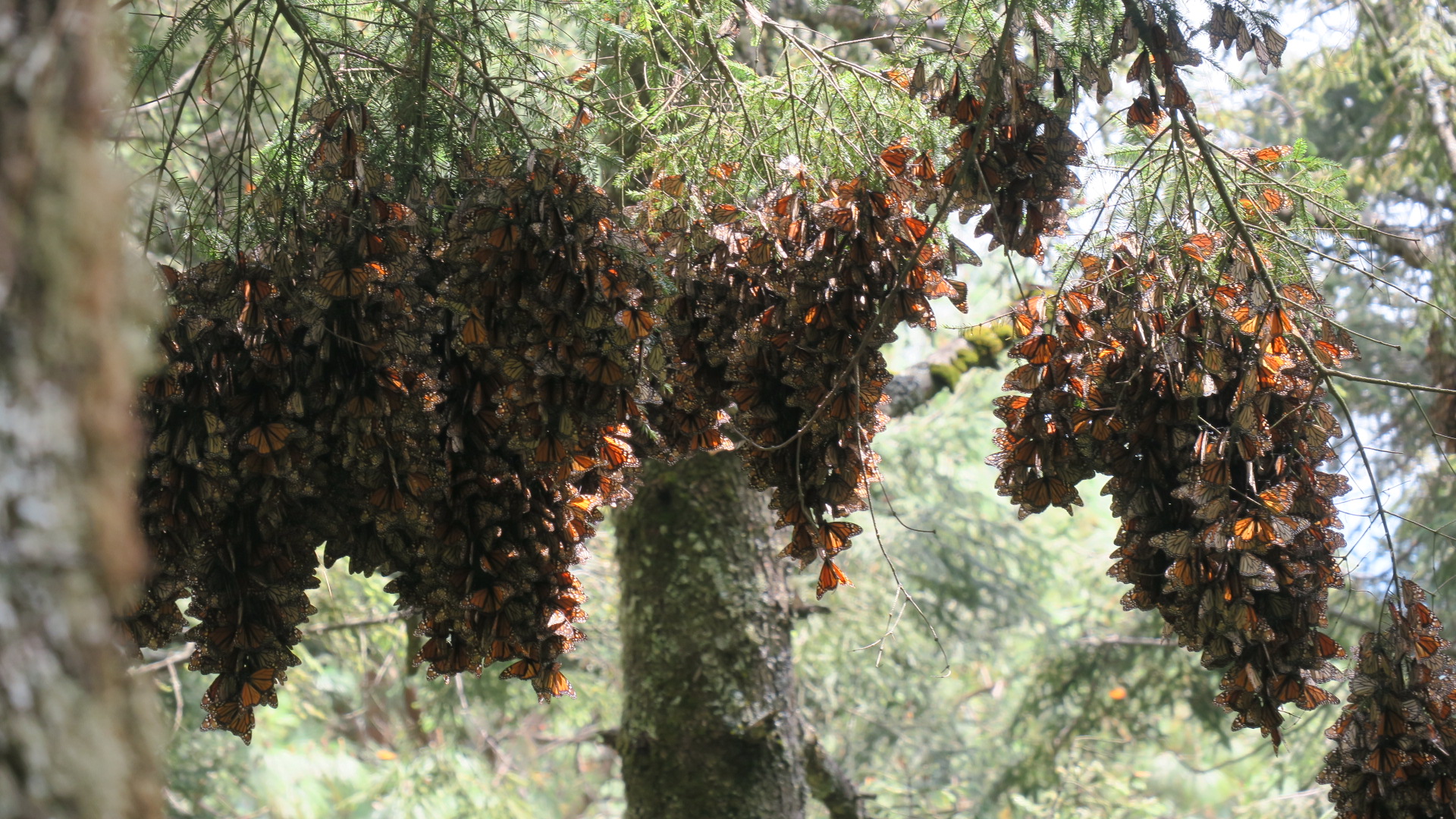 remaining monarch roost hanging from trees