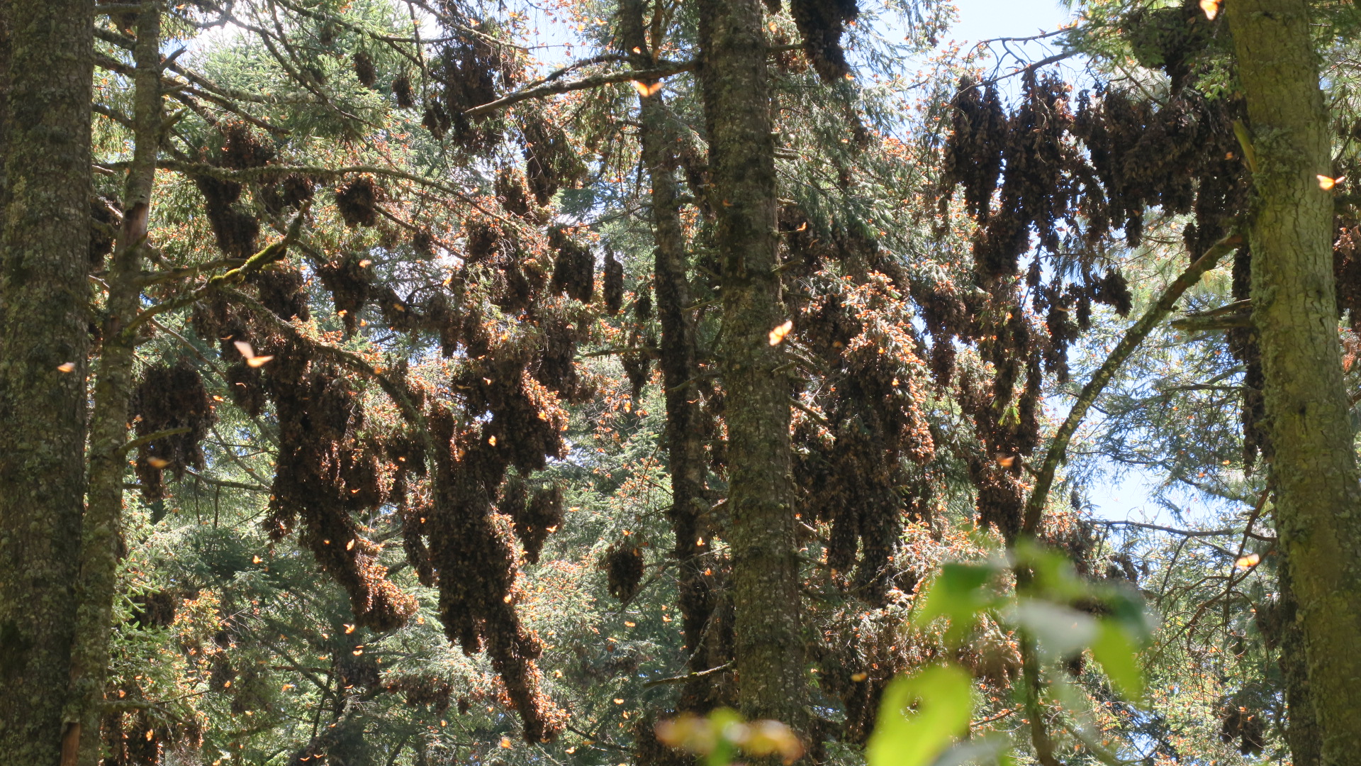 monarch colonies