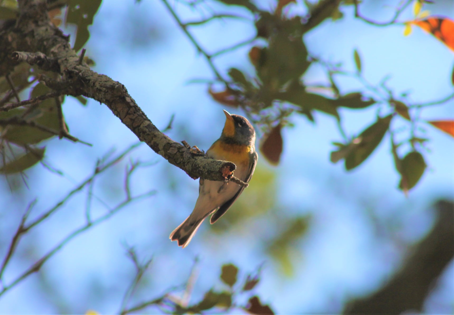 bird in tree canopy