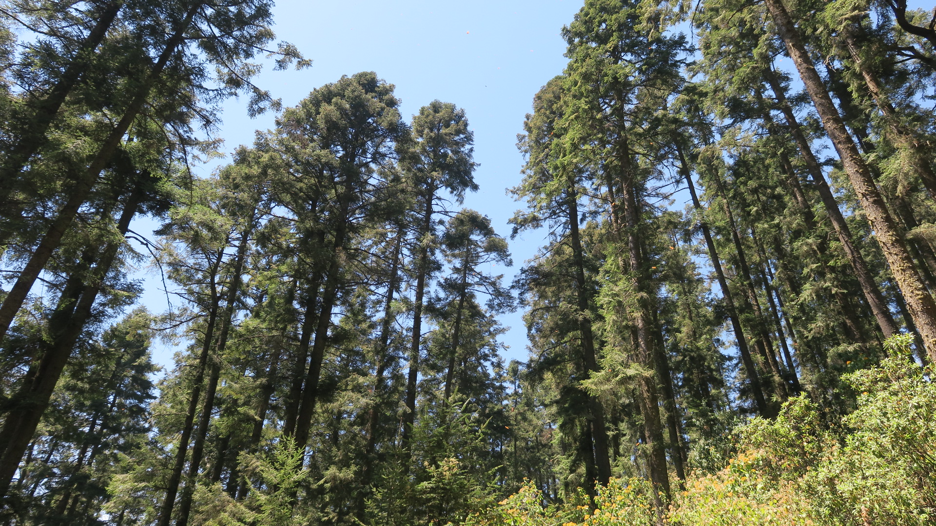 monarchs no longer seen in trees at the El Rosario Sanctuary, Mexico