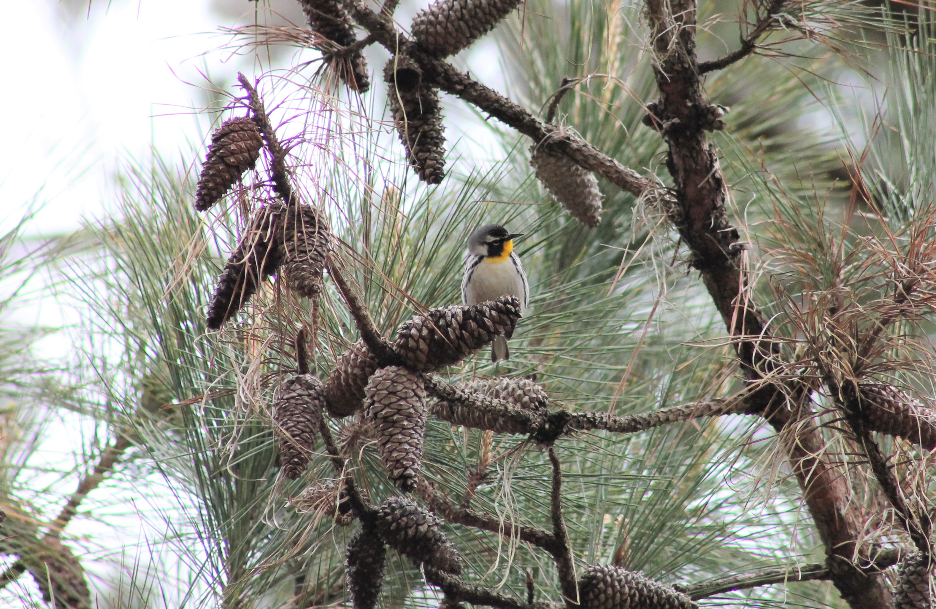 bird in pine tree