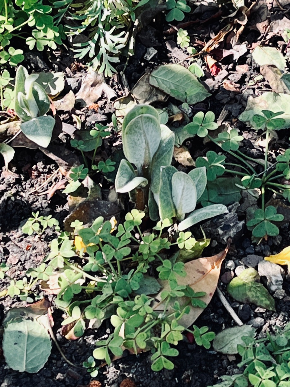 milkweed sprouting