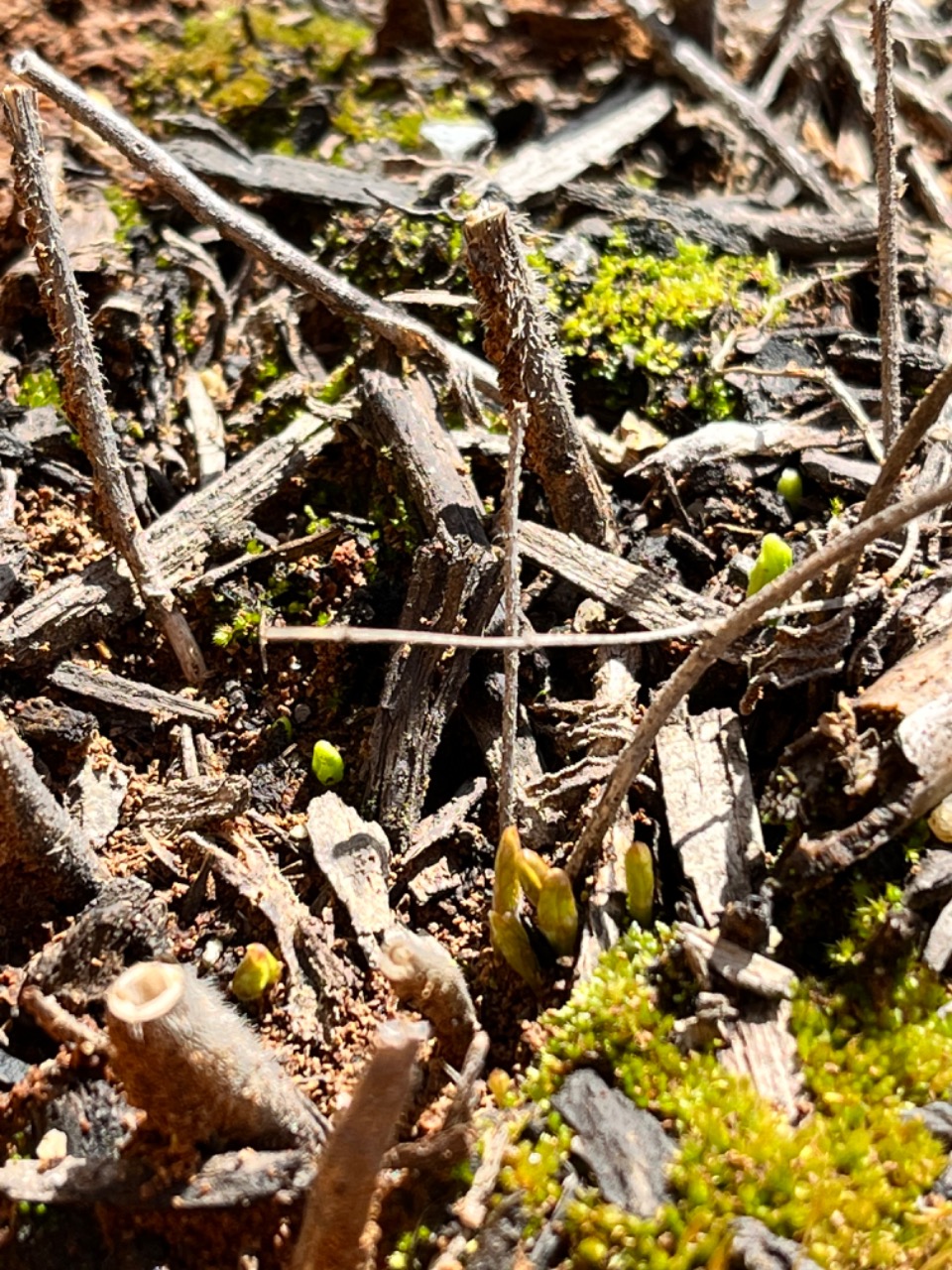 milkweed sprouting