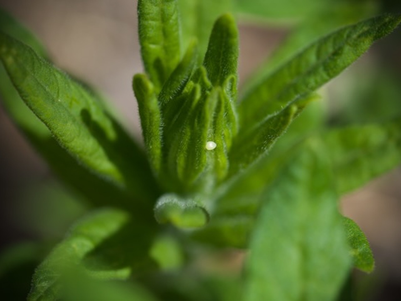 milkweed