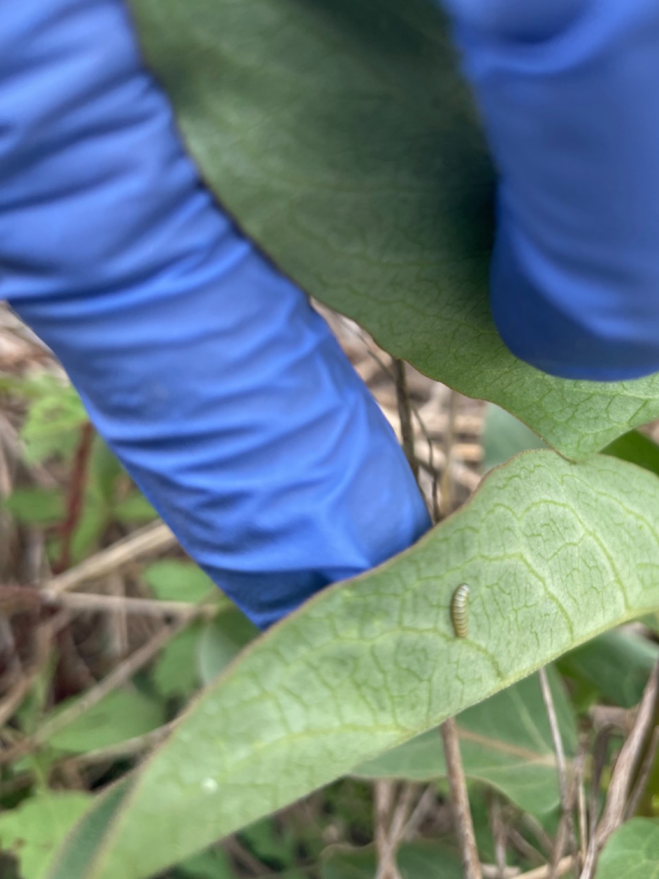 monarch eggs on milkweed