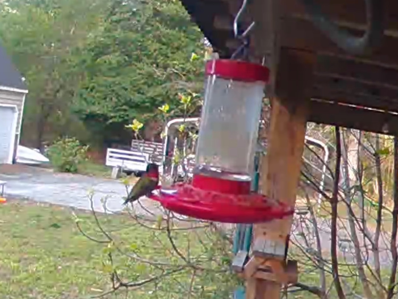 Ruby throated hummingbird