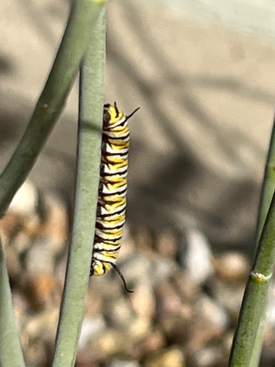 larvae