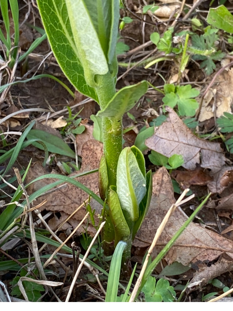 monarch egg