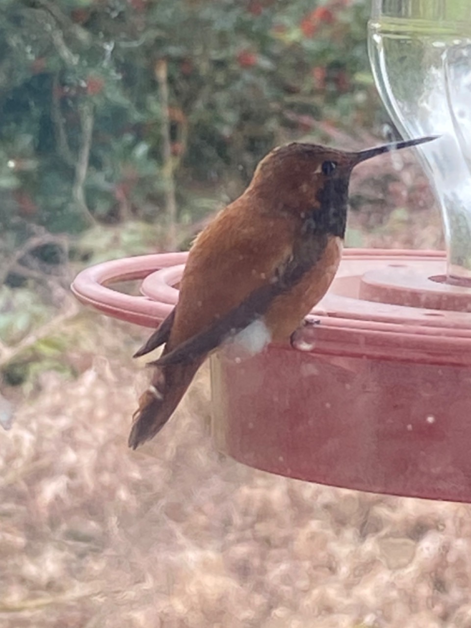 Rufous hummingbird at a bird feeder 