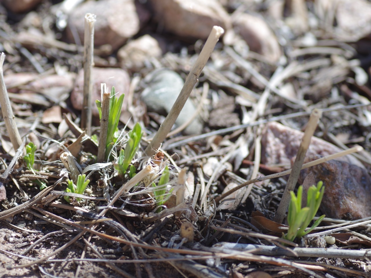 milkweed sprouting