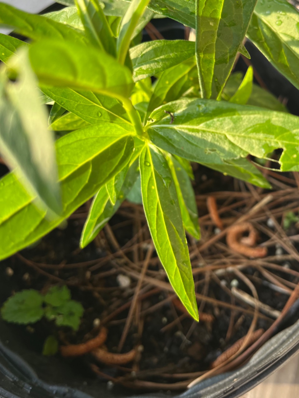 swamp milkweed