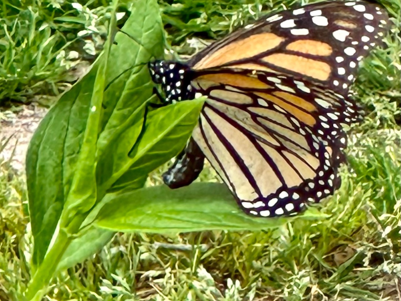 diluted orange monarch