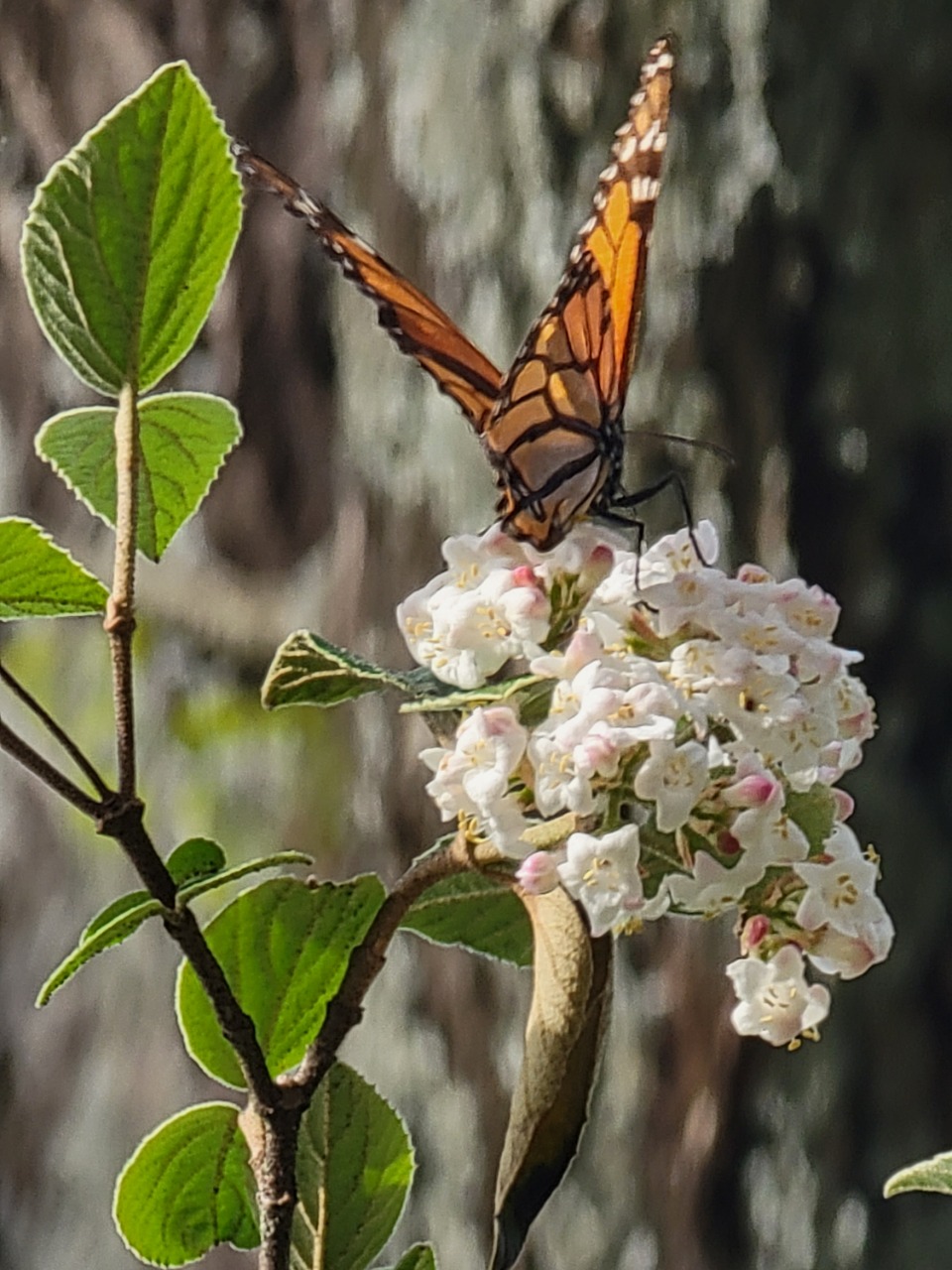 monarch on flower