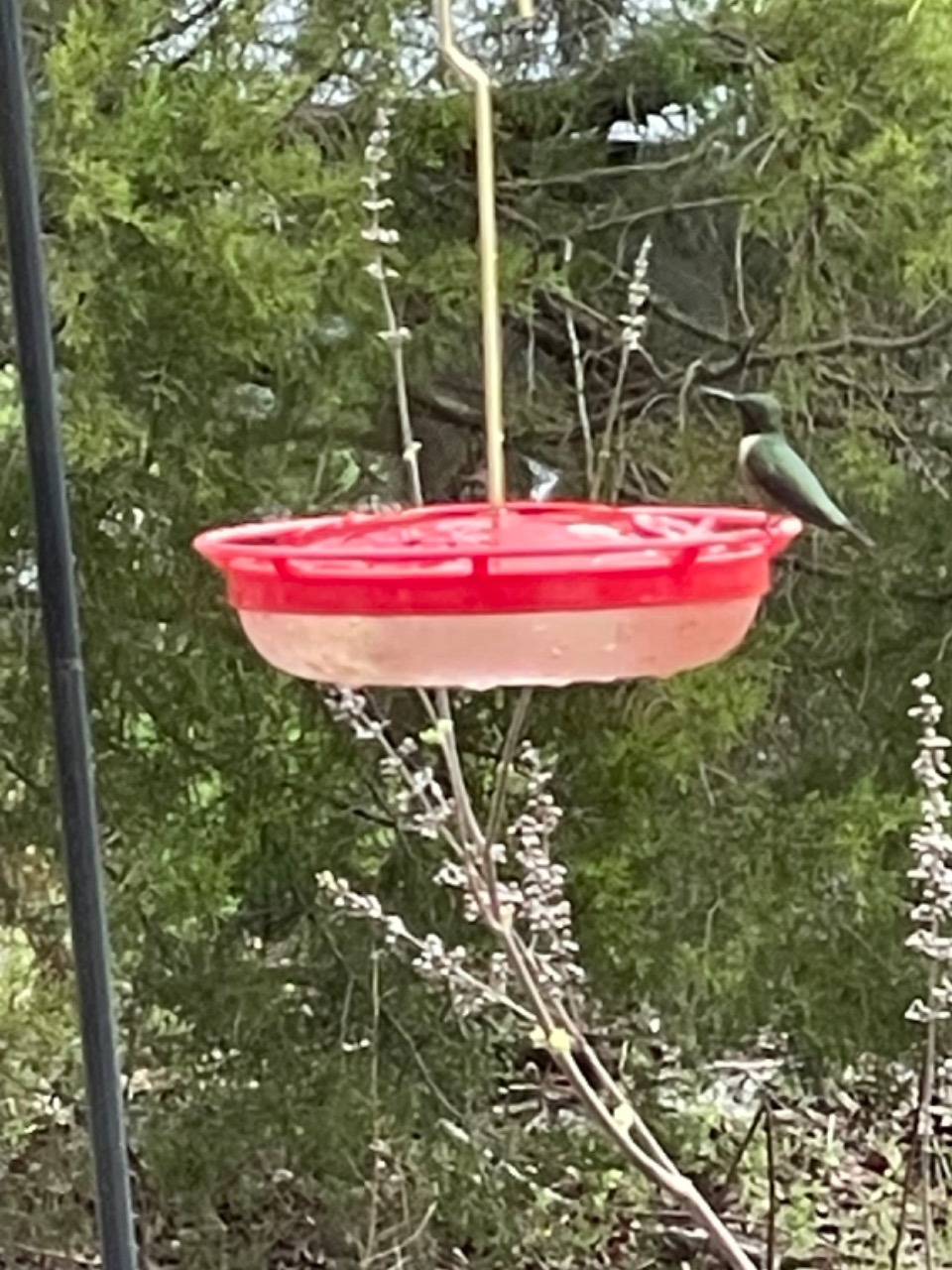 Ruby throated hummingbird